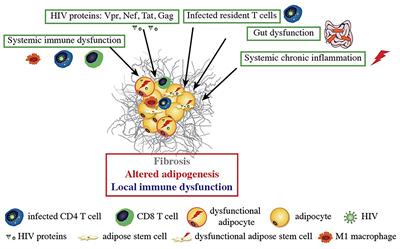 Contribution of Adipose Tissue to the Chronic Immune Activation and Inflammation Associated With HIV Infection and Its Treatment